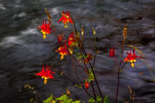 Wild Columbine-3341.jpg